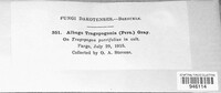 Albugo tragopogonis image
